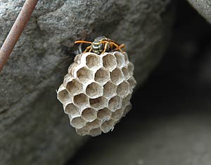 フタモンアシナガバチと巣